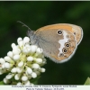 coenonympha arcania pyatigorsk male3